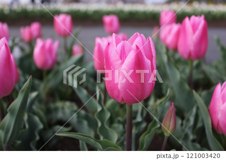 ～チューリップ～　　◦◦◦◦ Pink tulips ◦◦◦◦ 121003420