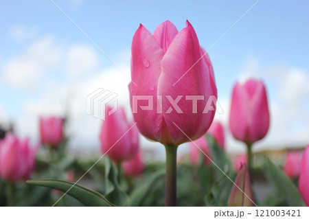 ~チューリップ~ ◦◦◦◦ Pink tulips ◦◦◦◦ ~チューリップ~ ◦◦◦◦ Pink tulips ◦◦◦◦ 121003421