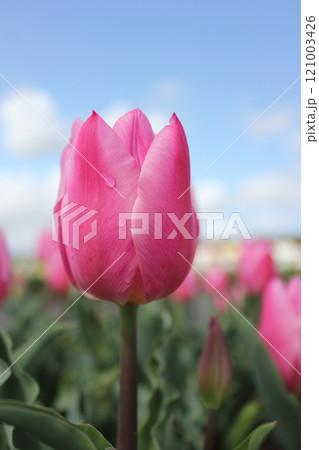 ～チューリップ～　　◦◦◦◦ Pink tulips ◦◦◦◦ 121003426