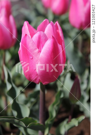 ～チューリップ～　　◦◦◦◦ Pink tulips ◦◦◦◦ 121003427