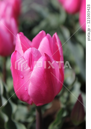 ～チューリップ～　　◦◦◦◦ Pink tulips ◦◦◦◦ 121003428