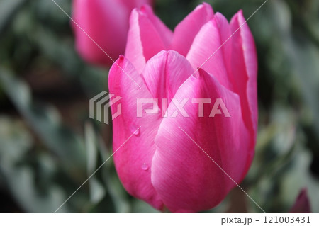 ～チューリップ～　　◦◦◦◦ Pink tulips ◦◦◦◦ 121003431