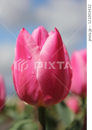 ~チューリップ~ ◦◦◦◦ Pink tulips ◦◦◦◦ ~チューリップ~ ◦◦◦◦ Pink tulips ◦◦◦◦ 121003432