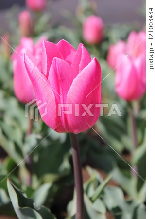 ～チューリップ～　　◦◦◦◦ Pink tulips ◦◦◦◦ 121003434