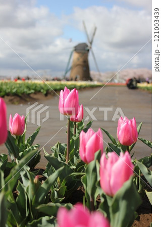 ~チューリップ~ ◦◦◦◦ Pink tulips ◦◦◦◦ ~チューリップ~ ◦◦◦◦ Pink tulips ◦◦◦◦ 121003439