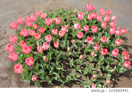 ～チューリップ～　　◦◦◦◦ Pink tulips ◦◦◦◦ 121003441