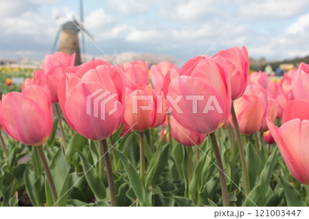 ～チューリップ～　　◦◦◦◦ Pink tulips ◦◦◦◦ 121003447