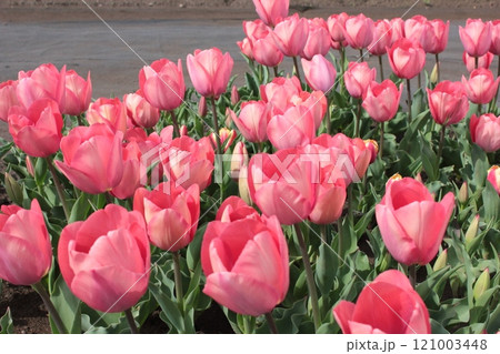 ～チューリップ～　　◦◦◦◦ Pink tulips ◦◦◦◦ 121003448