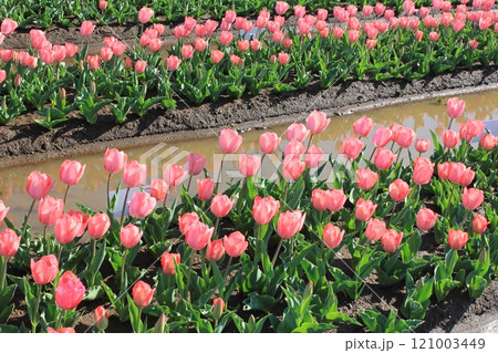～チューリップ～　　◦◦◦◦ Pink tulips ◦◦◦◦ 121003449