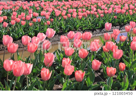 ～チューリップ～　　◦◦◦◦ Pink tulips ◦◦◦◦ 121003450