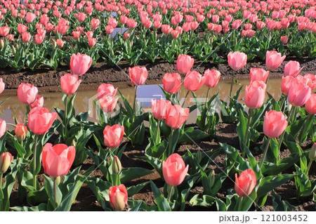 ~チューリップ~ ◦◦◦◦ Pink tulips ◦◦◦◦ ~チューリップ~ ◦◦◦◦ Pink tulips ◦◦◦◦ 121003452