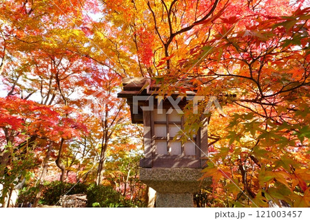 京都常寂光寺の境内にある灯篭とその上を覆いつくす紅葉【12月】 京都常寂光寺の境内にある灯篭とその上を覆いつくす紅葉【12月】 121003457