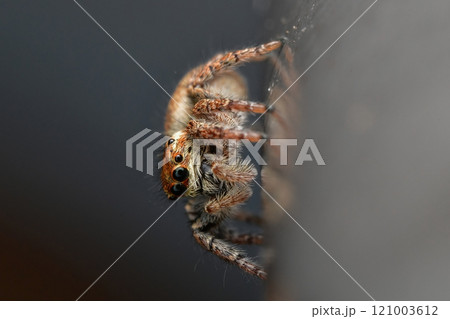 Jumping spider 121003612