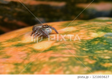 Jumping spider Jumping spider 121003627