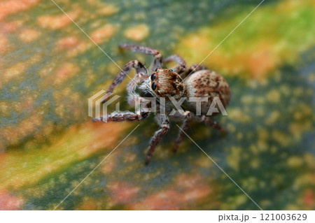 Jumping spider 121003629