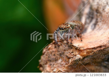 Jumping spider 121003633