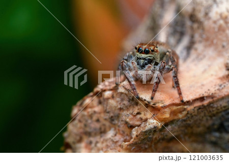 Jumping spider 121003635