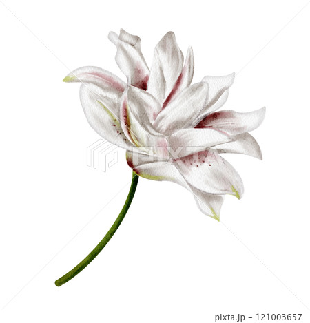 Lily bud. Garden and rare flower. White and pink. Lush flower with many petals. Thin green stem. Watercolor illustration isolated from background.  121003657