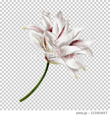 Lily bud. Garden and rare flower. White and pink. Lush flower with many petals. Thin green stem. Watercolor illustration isolated from background.  121003657