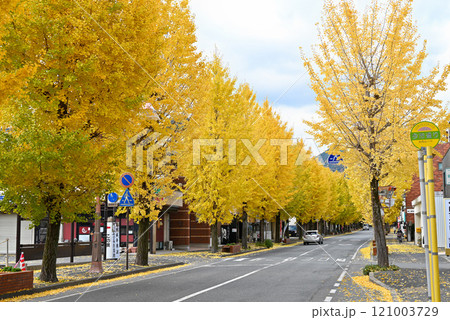 山口駅前通りの銀杏並木【山口県山口市】 121003729