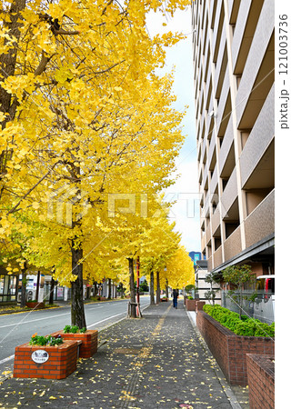 山口駅前通りの銀杏並木【山口県山口市】 山口駅前通りの銀杏並木【山口県山口市】 121003736