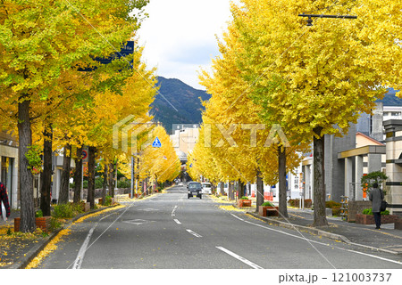 山口駅前通りの銀杏並木【山口県山口市】 山口駅前通りの銀杏並木【山口県山口市】 121003737