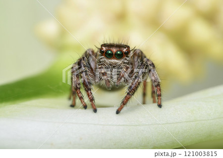 Jumping spider Jumping spider 121003815