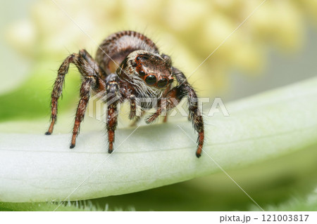 Jumping spider 121003817