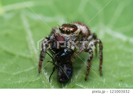 Jumping spider 121003832