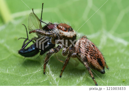 Jumping spider 121003833