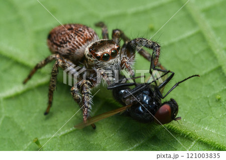 Jumping spider Jumping spider 121003835
