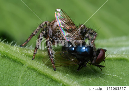 Jumping spider 121003837