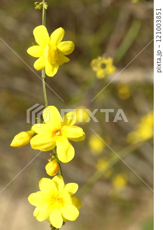オウバイの黄色い花 オウバイの黄色い花 121003851