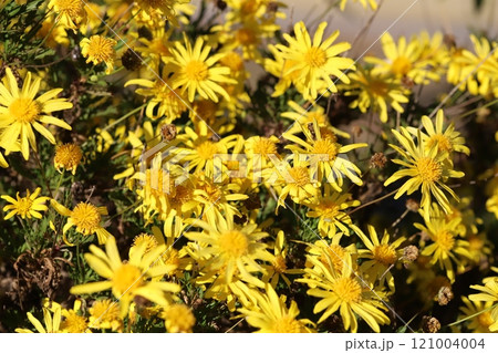 秋の庭に咲く黄色いユリオプスデージーの花 秋の庭に咲く黄色いユリオプスデージーの花 121004004
