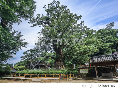 蒲生の大クス 121004103