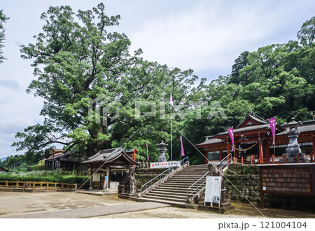 境内に鎮座する大クスを見る蒲生八幡神社 121004104