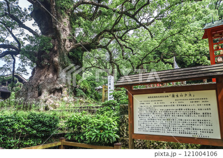 蒲生の大クス 蒲生の大クス 121004106