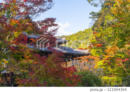 秋の京都　天授庵　書院南庭から見える書院 121004304