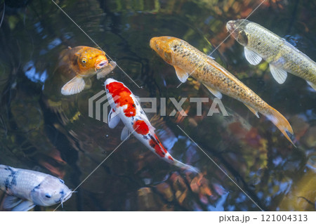 秋の京都　天授庵　書院南庭　池の立派な鯉 121004313