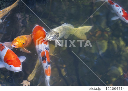 秋の京都　天授庵　書院南庭　池の立派な鯉 121004314