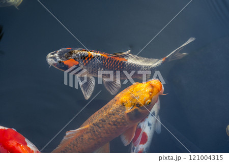 秋の京都　天授庵　書院南庭　池の立派な鯉 121004315