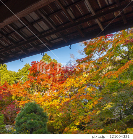 秋の京都　南禅寺天授庵　紅葉に包まれた東庭 121004321