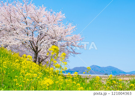 大河津分水桜並木と弥彦山 大河津分水桜並木と弥彦山 121004363