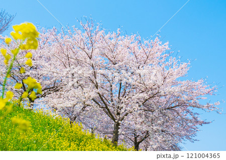 桜と菜の花(大河津分水桜並木にて) 桜と菜の花(大河津分水桜並木にて) 121004365