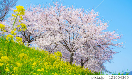 桜と菜の花(大河津分水桜並木にて) 桜と菜の花(大河津分水桜並木にて) 121004369