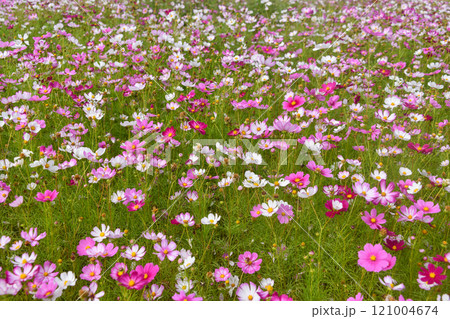 Cosmos Field Cosmos Field 121004674
