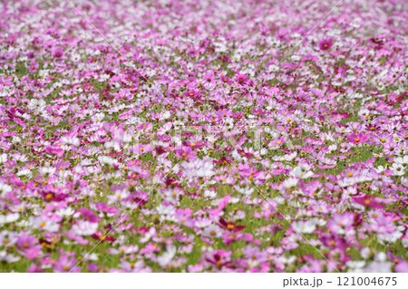 Cosmos Field 121004675