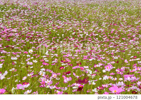 Cosmos Field 121004678