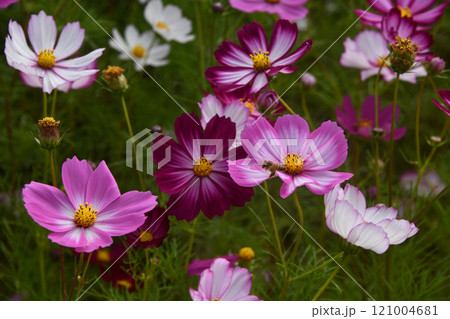Cosmos Field 121004681