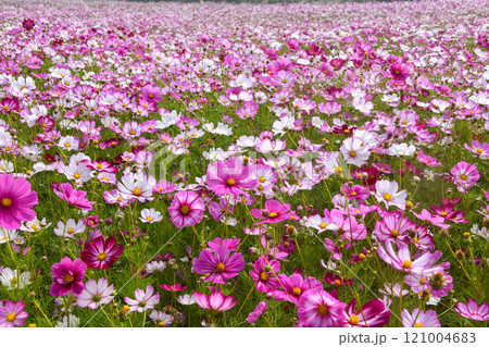 Cosmos Field 121004683